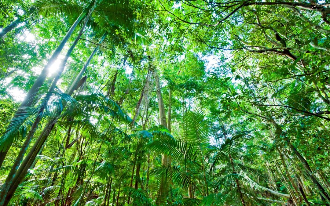 Update: Science Saving Rainforests Program