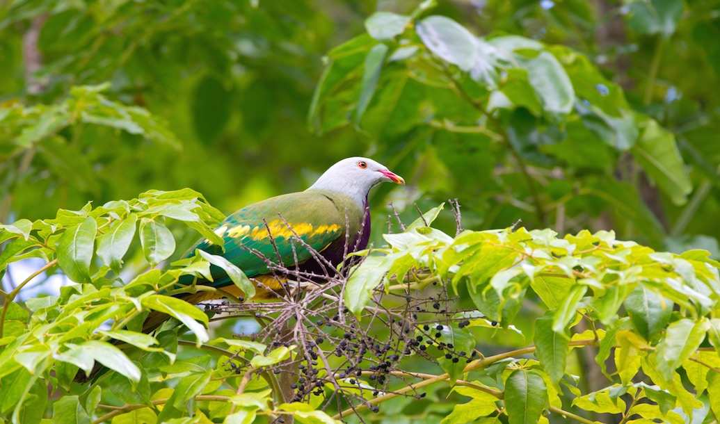 Pretty but shy: How to spot an evasive fruit dove