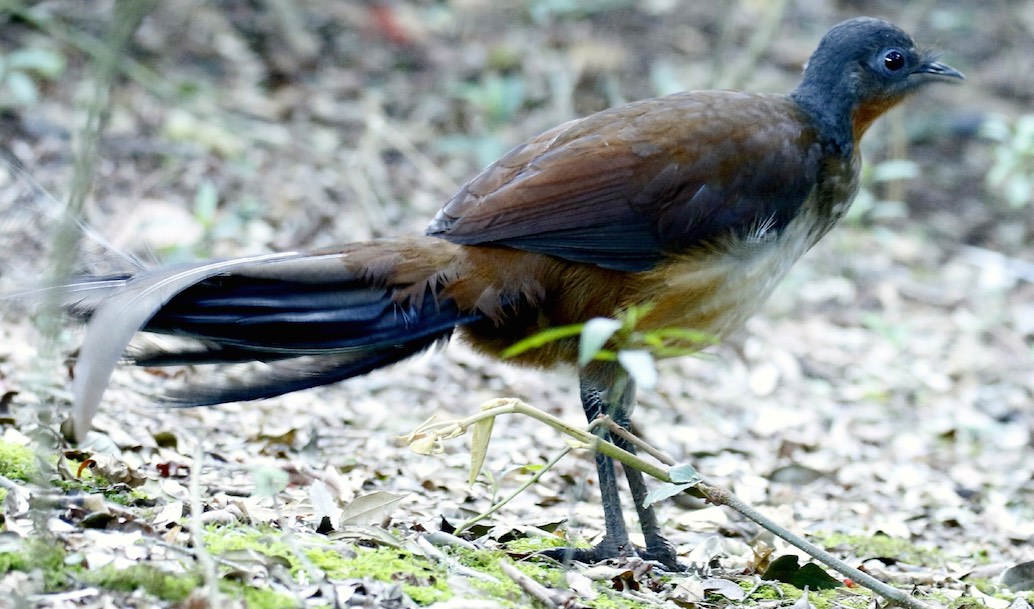 Species in Profile – Albert’s Lyrebird