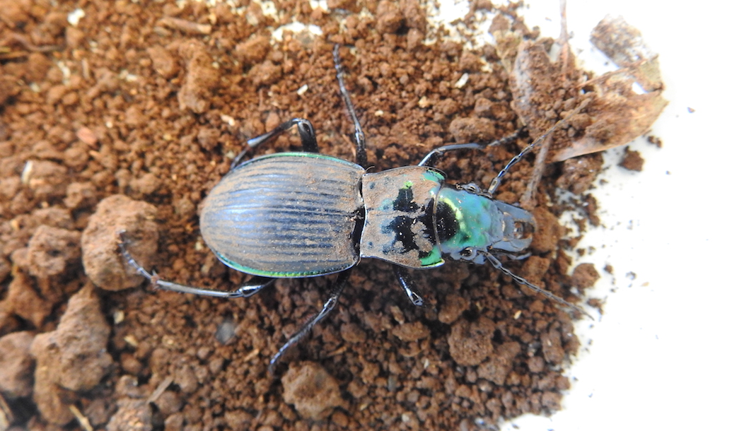 Rare Ground Beetle Found in Nightcap NP