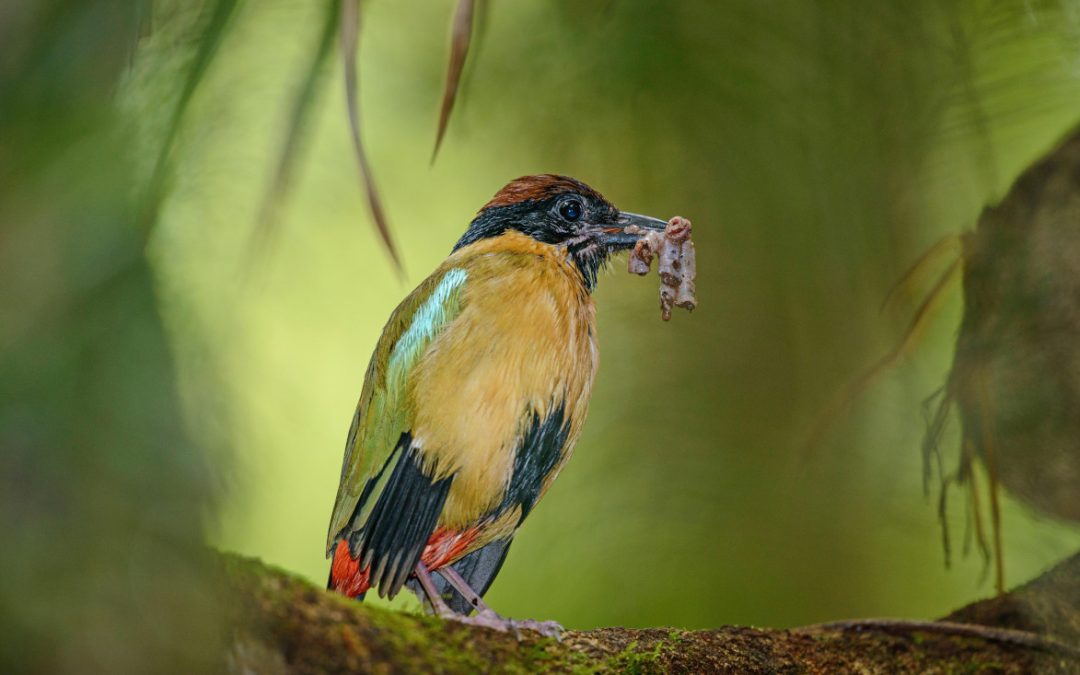 The Noisy Pitta – Now and Then