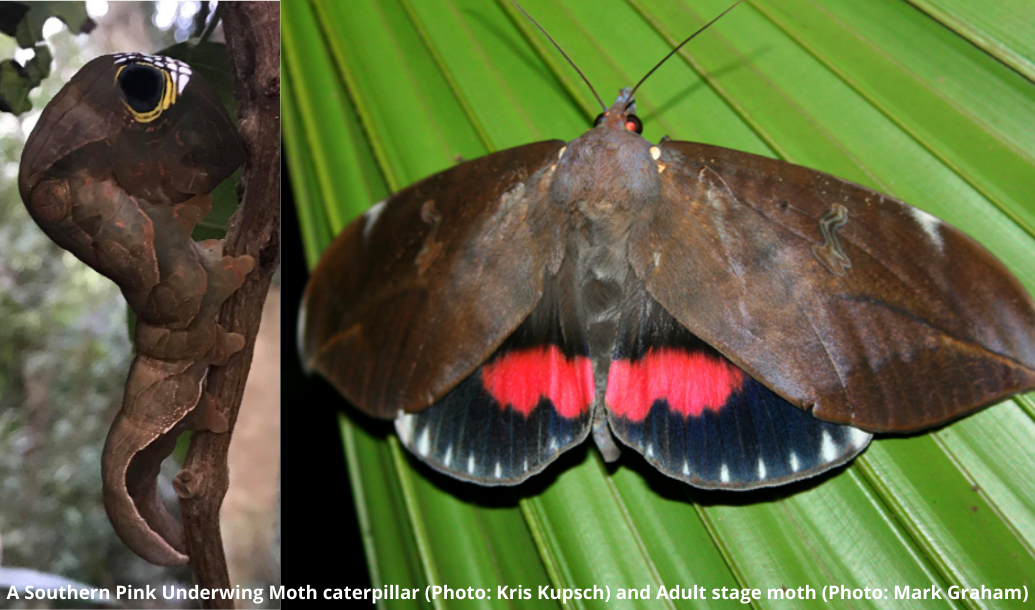 Native Animal of the Month – Southern Pink Underwing Moth