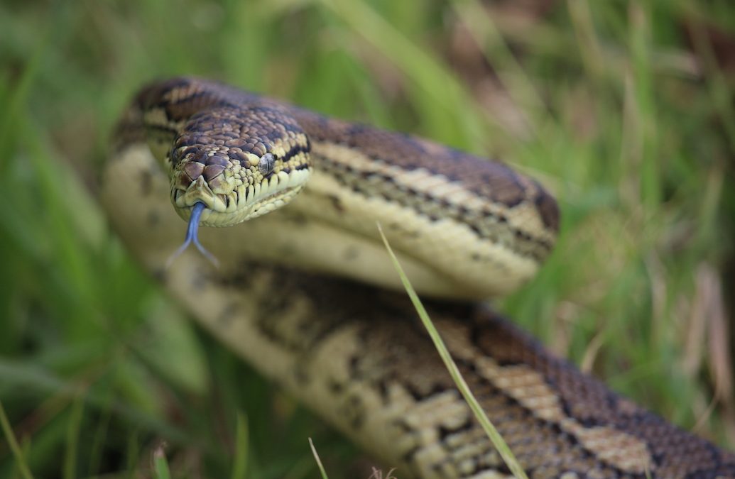 Tales from the archives: When 10-foot carpet snakes attack