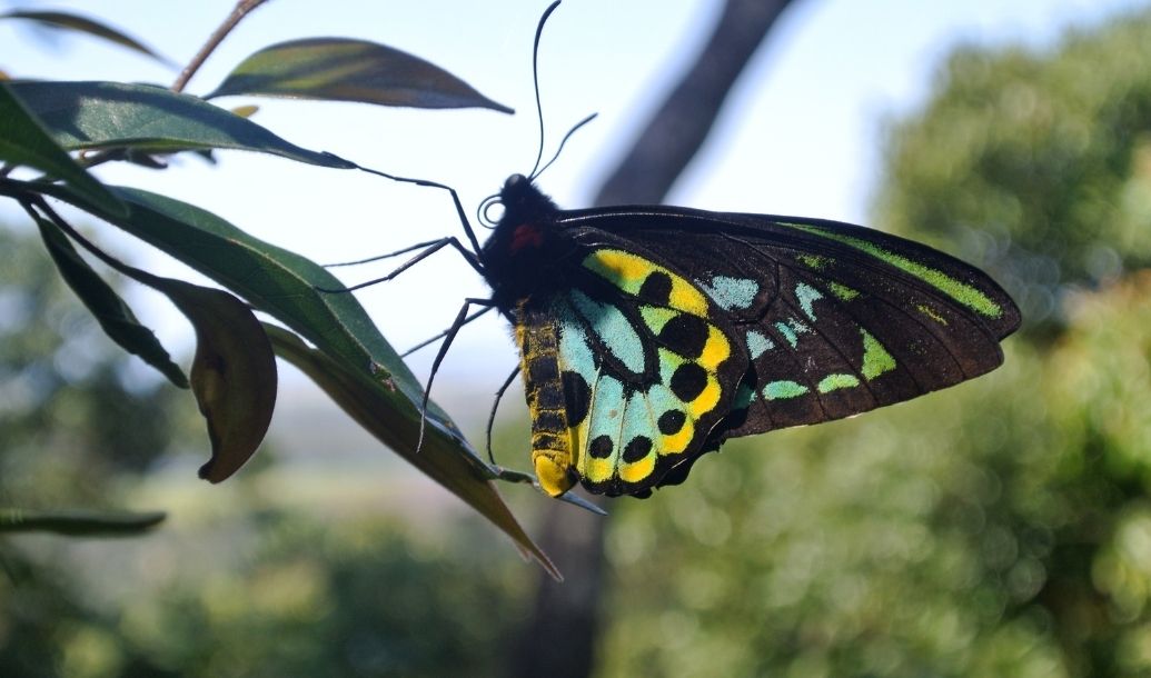 Habitat restoration for the Richmond Birdwing Butterfly
