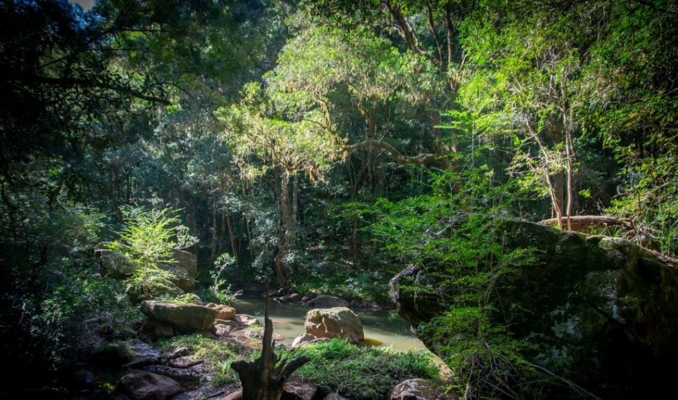 Annual President’s Report 2022: Record year for Big Scrub Rainforest ...