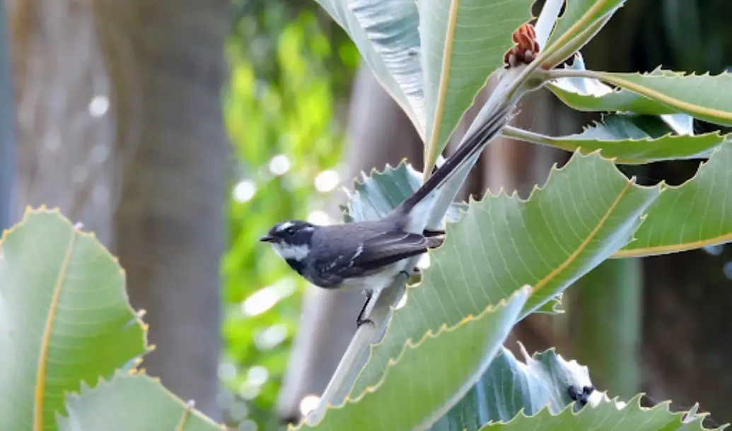 Bird Monitoring Project Update