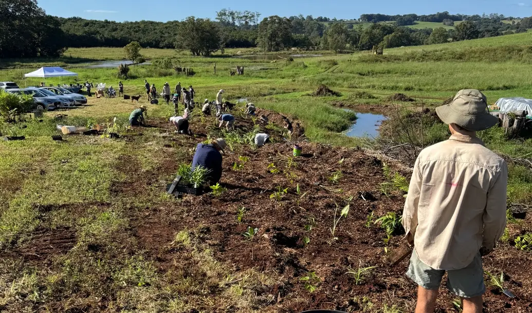 First trees planted 1