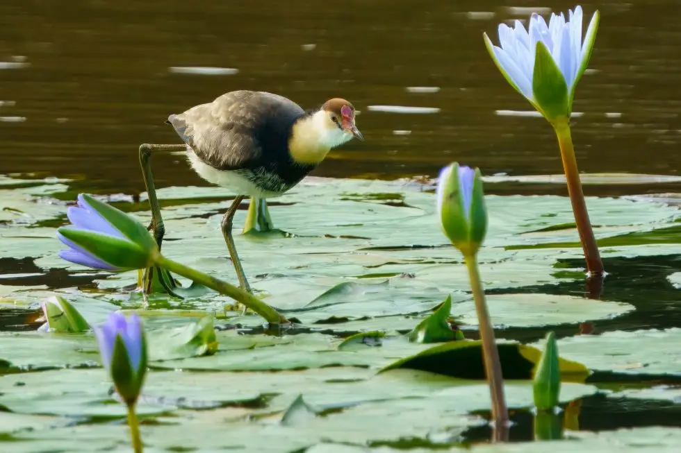 Build It Feature Image