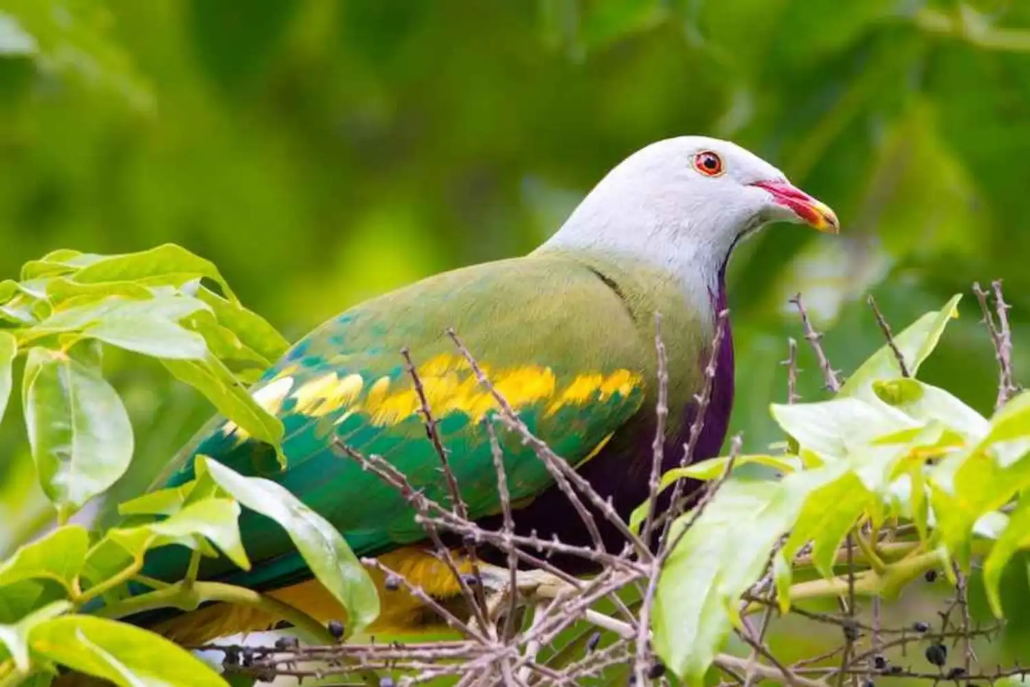 Fruit-Dove
