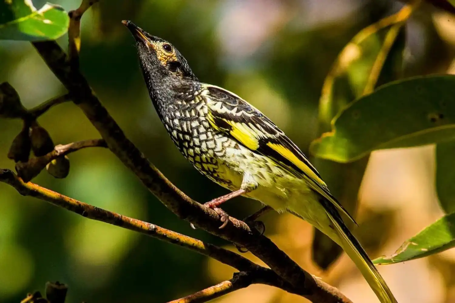 Honeyeater
