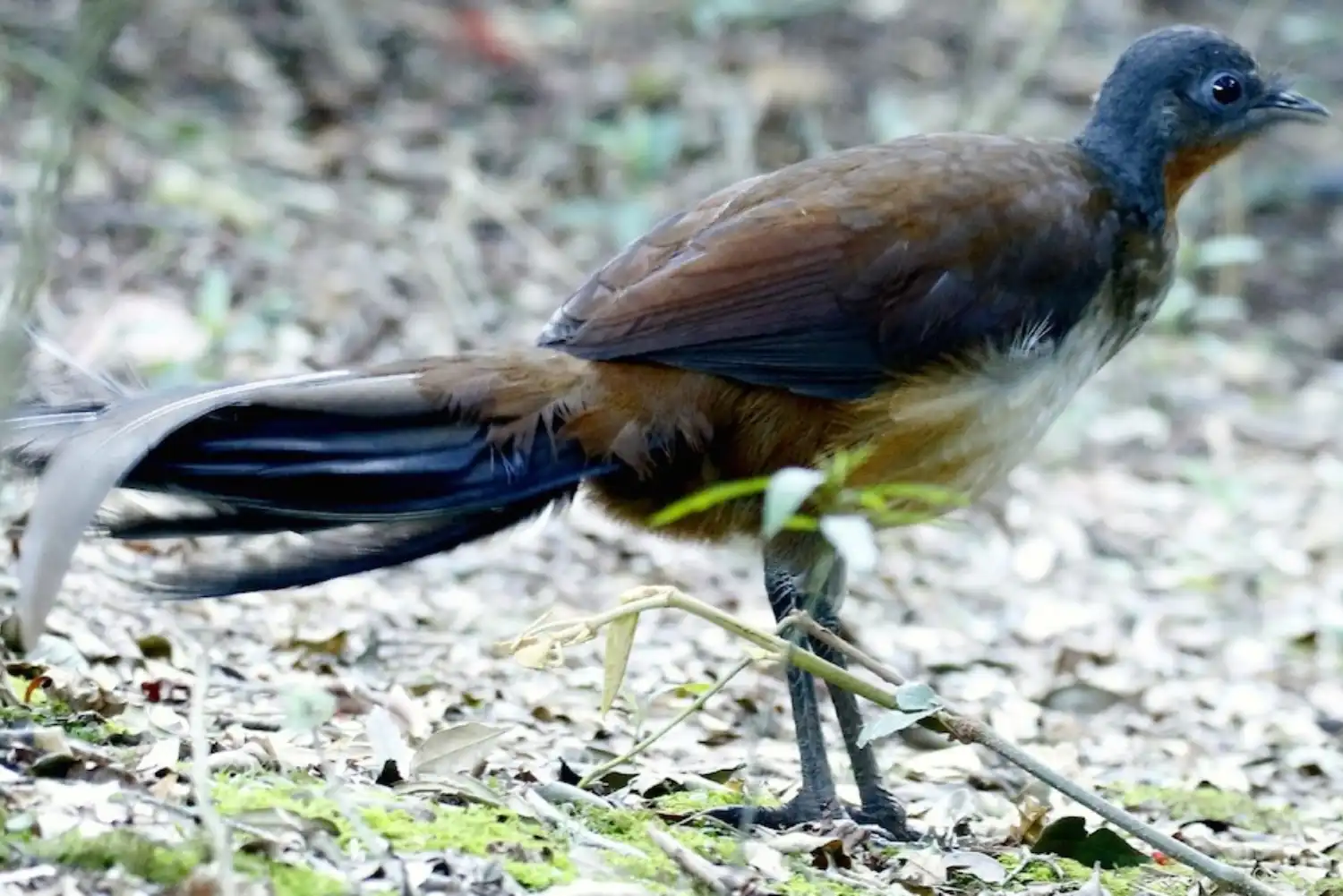 Lyrebird