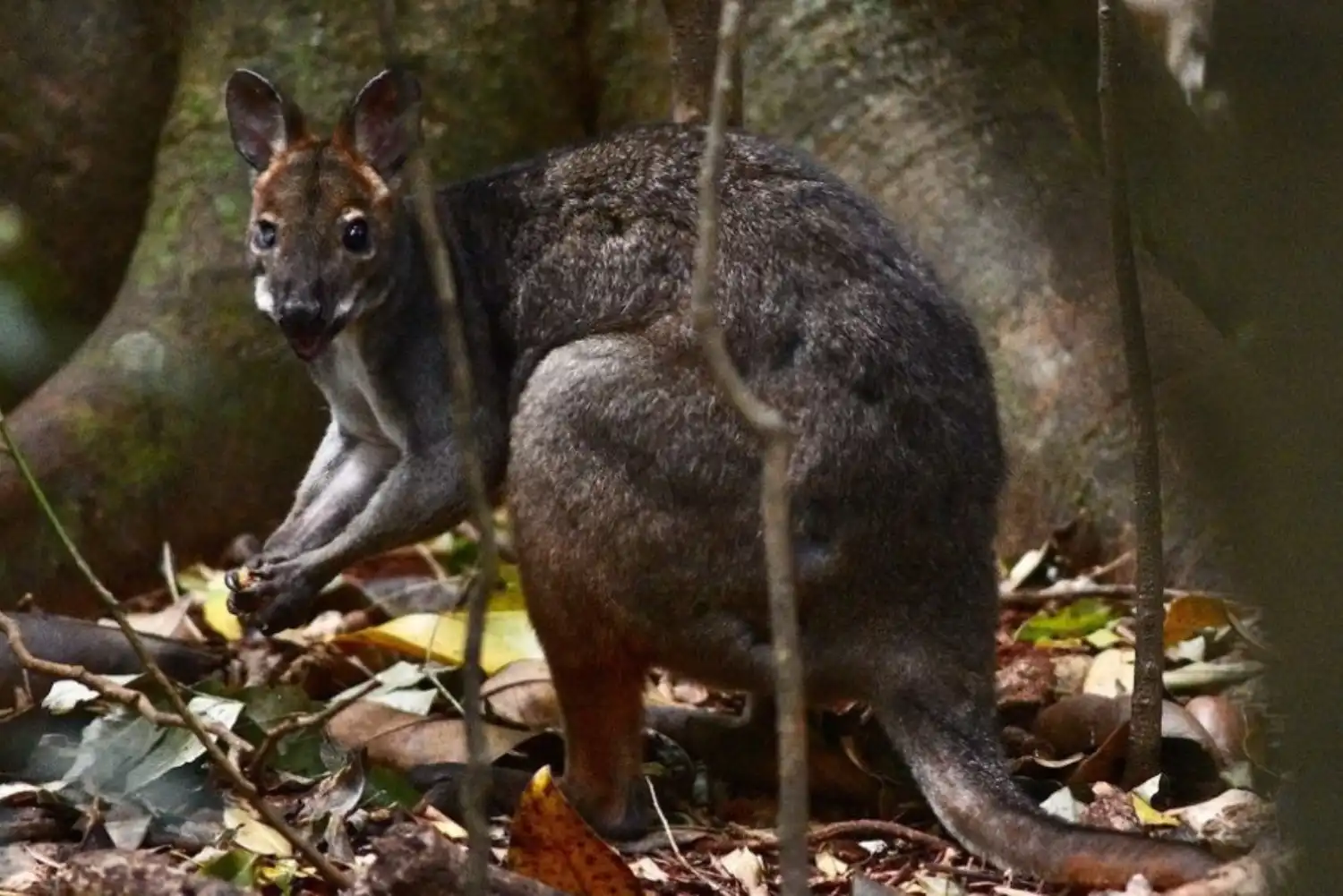 Pademelon
