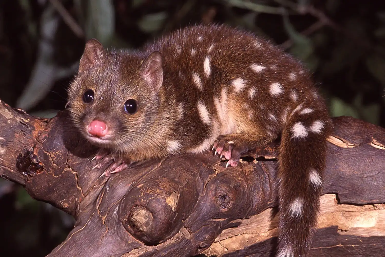 Quoll